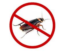 中山除四害白蚁防治公司为什么蟑螂越灭越多？灭蟑螂有哪些误区